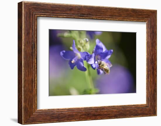 European honeybee, Apis mellifera, blossom, dust, close-up-David & Micha Sheldon-Framed Photographic Print