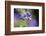 European honeybee, Apis mellifera, blossom, dust, close-up-David & Micha Sheldon-Framed Photographic Print