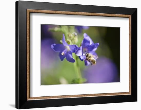 European honeybee, Apis mellifera, blossom, dust, close-up-David & Micha Sheldon-Framed Photographic Print