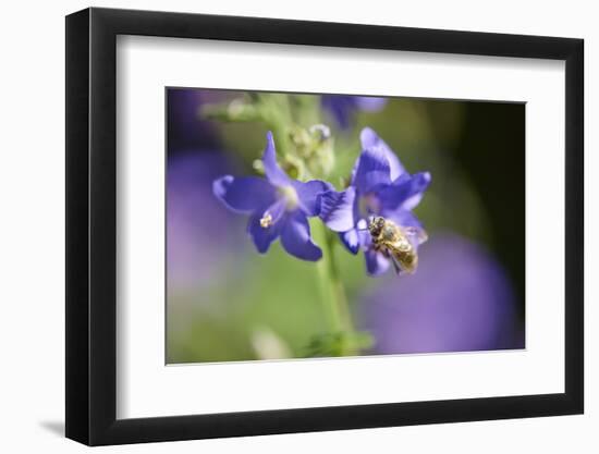 European honeybee, Apis mellifera, blossom, dust, close-up-David & Micha Sheldon-Framed Photographic Print
