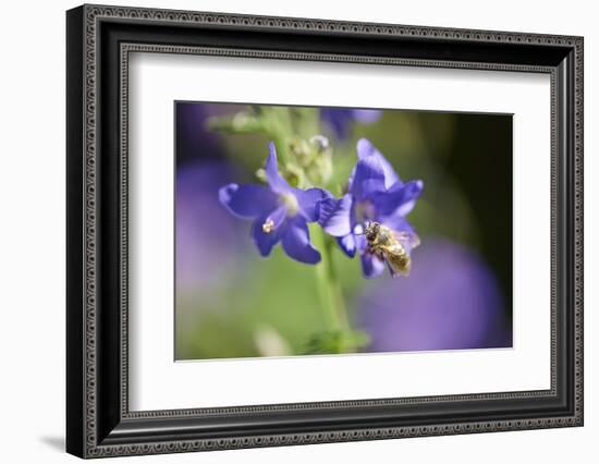 European honeybee, Apis mellifera, blossom, dust, close-up-David & Micha Sheldon-Framed Photographic Print