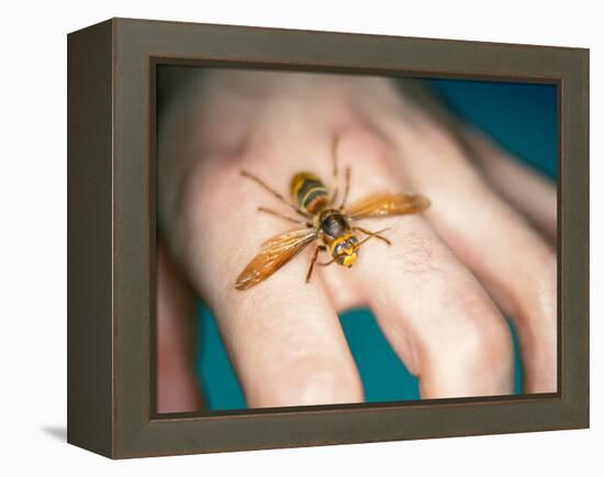 European Hornet-Lawrence Lawry-Framed Premier Image Canvas