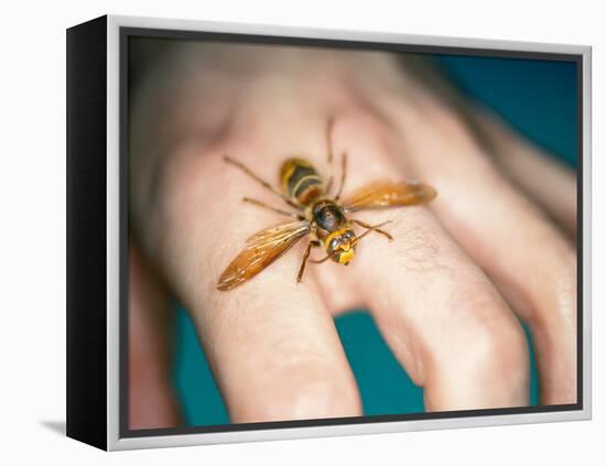 European Hornet-Lawrence Lawry-Framed Premier Image Canvas