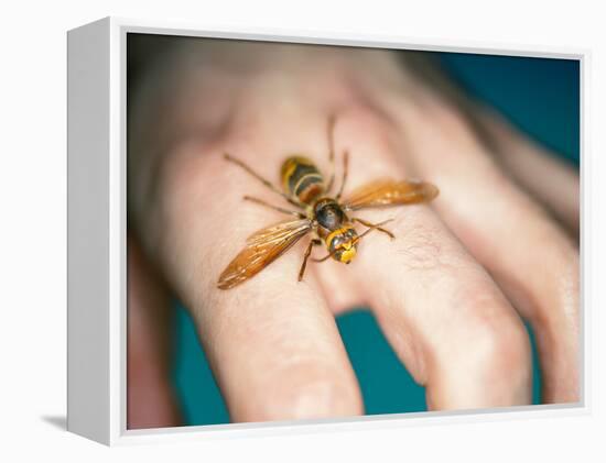 European Hornet-Lawrence Lawry-Framed Premier Image Canvas