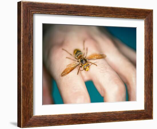 European Hornet-Lawrence Lawry-Framed Photographic Print