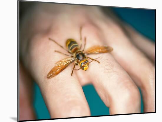 European Hornet-Lawrence Lawry-Mounted Photographic Print