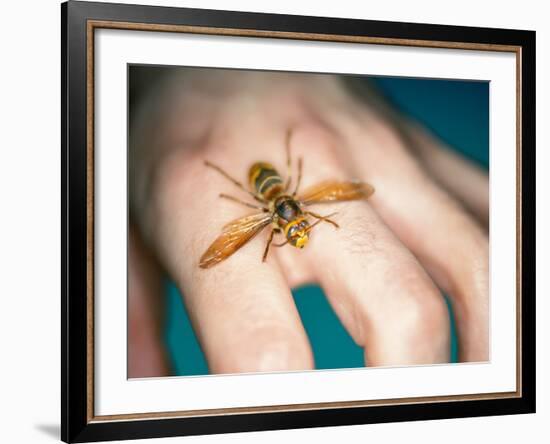 European Hornet-Lawrence Lawry-Framed Photographic Print