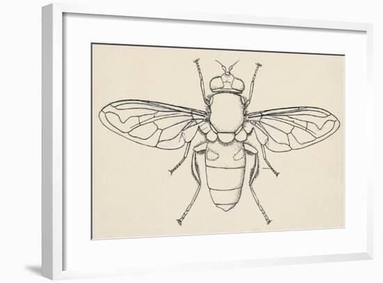 European Hoverfly (Eristalis Tenax), Diptera-null-Framed Giclee Print