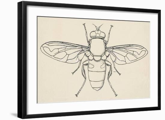 European Hoverfly (Eristalis Tenax), Diptera-null-Framed Giclee Print