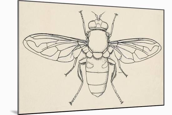 European Hoverfly (Eristalis Tenax), Diptera-null-Mounted Giclee Print
