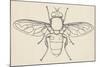 European Hoverfly (Eristalis Tenax), Diptera-null-Mounted Giclee Print