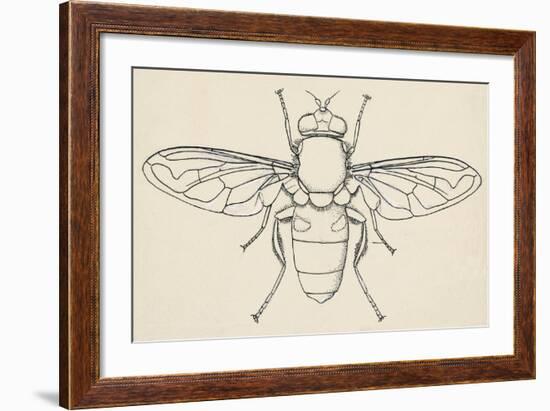 European Hoverfly (Eristalis Tenax), Diptera-null-Framed Giclee Print