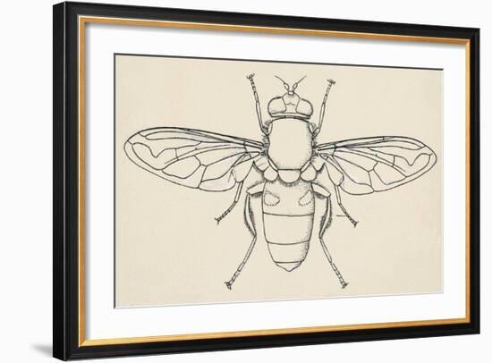 European Hoverfly (Eristalis Tenax), Diptera-null-Framed Giclee Print
