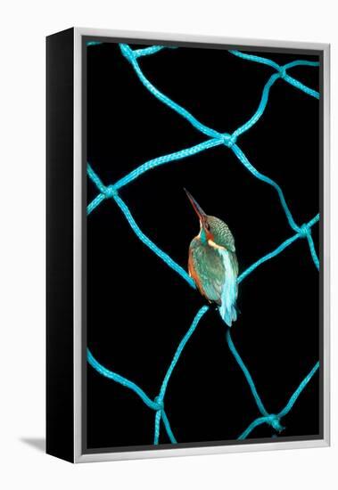 European Kingfisher Alcedo Atthis Perched on Blue Fishing Net-Darroch Donald-Framed Premier Image Canvas