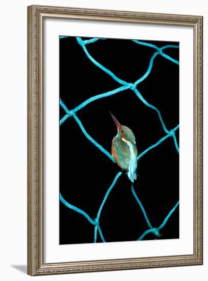 European Kingfisher Alcedo Atthis Perched on Blue Fishing Net-Darroch Donald-Framed Photographic Print