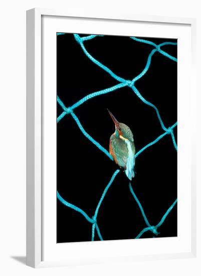 European Kingfisher Alcedo Atthis Perched on Blue Fishing Net-Darroch Donald-Framed Photographic Print