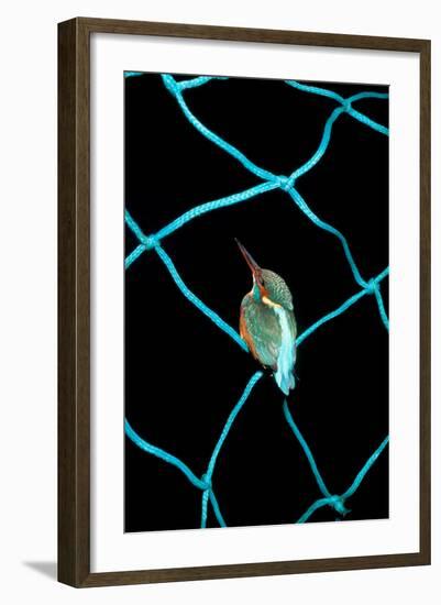 European Kingfisher Alcedo Atthis Perched on Blue Fishing Net-Darroch Donald-Framed Photographic Print