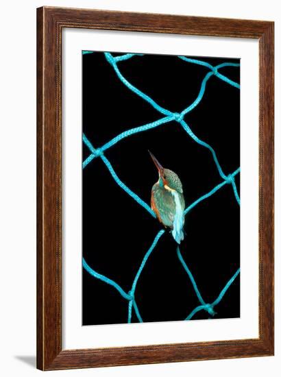 European Kingfisher Alcedo Atthis Perched on Blue Fishing Net-Darroch Donald-Framed Photographic Print