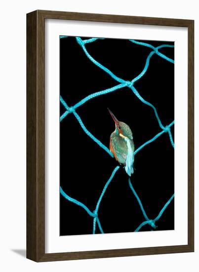 European Kingfisher Alcedo Atthis Perched on Blue Fishing Net-Darroch Donald-Framed Photographic Print