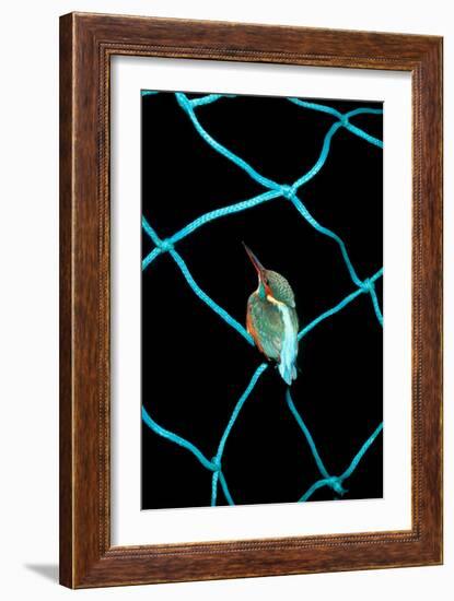 European Kingfisher Alcedo Atthis Perched on Blue Fishing Net-Darroch Donald-Framed Photographic Print