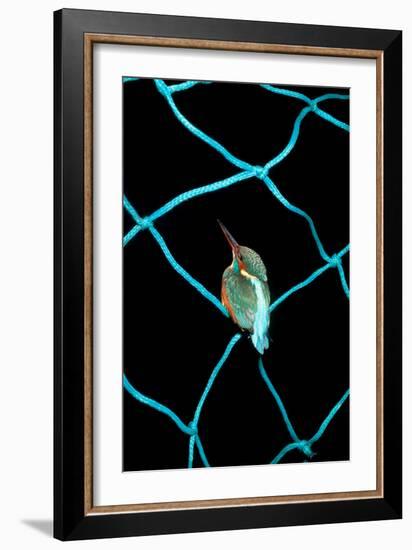 European Kingfisher Alcedo Atthis Perched on Blue Fishing Net-Darroch Donald-Framed Photographic Print