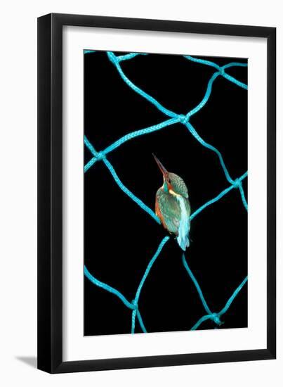 European Kingfisher Alcedo Atthis Perched on Blue Fishing Net-Darroch Donald-Framed Photographic Print