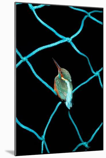 European Kingfisher Alcedo Atthis Perched on Blue Fishing Net-Darroch Donald-Mounted Photographic Print