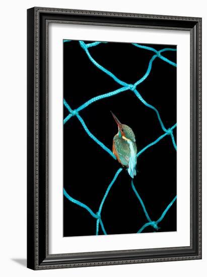 European Kingfisher Alcedo Atthis Perched on Blue Fishing Net-Darroch Donald-Framed Photographic Print