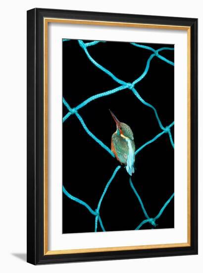 European Kingfisher Alcedo Atthis Perched on Blue Fishing Net-Darroch Donald-Framed Photographic Print
