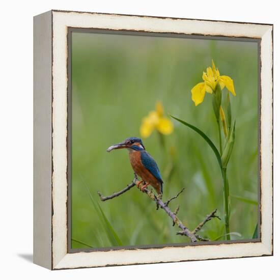 European Kingfisher with Prey with Yellow Iris Flowers-Fred Van Wijk-Framed Premier Image Canvas