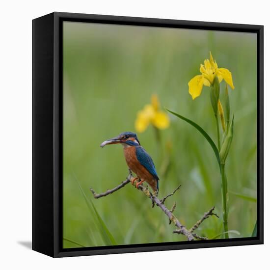 European Kingfisher with Prey with Yellow Iris Flowers-Fred Van Wijk-Framed Premier Image Canvas