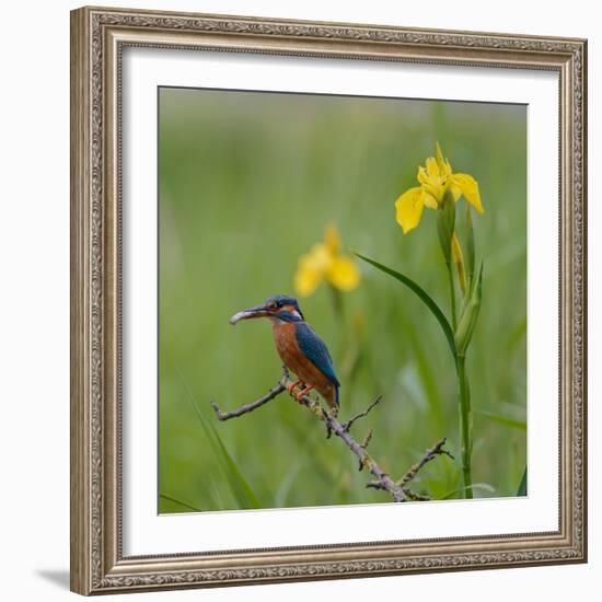 European Kingfisher with Prey with Yellow Iris Flowers-Fred Van Wijk-Framed Photographic Print