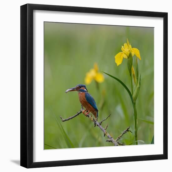 European Kingfisher with Prey with Yellow Iris Flowers-Fred Van Wijk-Framed Photographic Print