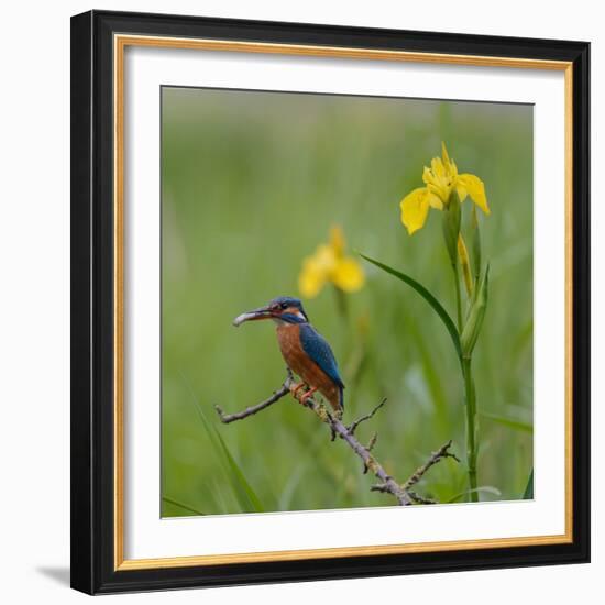 European Kingfisher with Prey with Yellow Iris Flowers-Fred Van Wijk-Framed Photographic Print