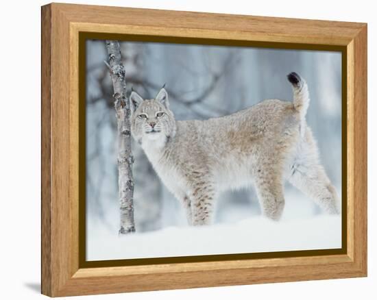 European Lynx in Birch Forest in Snow, Norway-Pete Cairns-Framed Premier Image Canvas