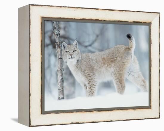 European Lynx in Birch Forest in Snow, Norway-Pete Cairns-Framed Premier Image Canvas