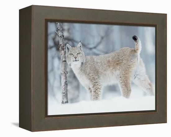 European Lynx in Birch Forest in Snow, Norway-Pete Cairns-Framed Premier Image Canvas