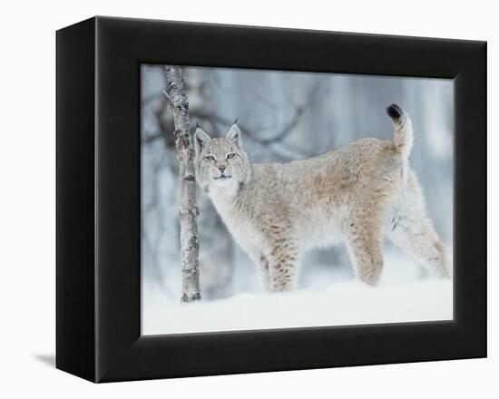 European Lynx in Birch Forest in Snow, Norway-Pete Cairns-Framed Premier Image Canvas