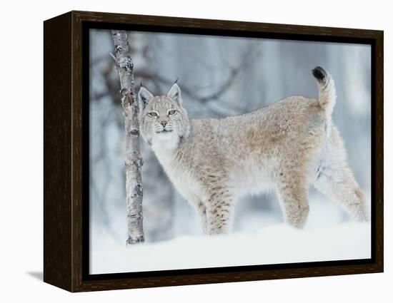 European Lynx in Birch Forest in Snow, Norway-Pete Cairns-Framed Premier Image Canvas