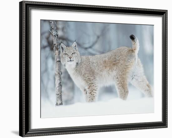 European Lynx in Birch Forest in Snow, Norway-Pete Cairns-Framed Photographic Print