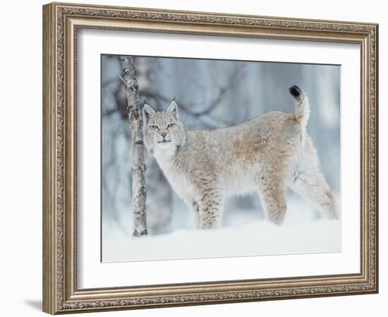 European Lynx in Birch Forest in Snow, Norway-Pete Cairns-Framed Photographic Print
