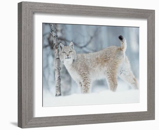 European Lynx in Birch Forest in Snow, Norway-Pete Cairns-Framed Photographic Print