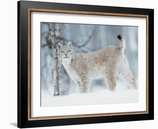 European Lynx in Birch Forest in Snow, Norway-Pete Cairns-Framed Photographic Print