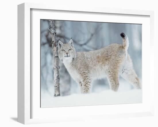 European Lynx in Birch Forest in Snow, Norway-Pete Cairns-Framed Photographic Print