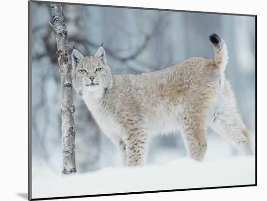 European Lynx in Birch Forest in Snow, Norway-Pete Cairns-Mounted Photographic Print