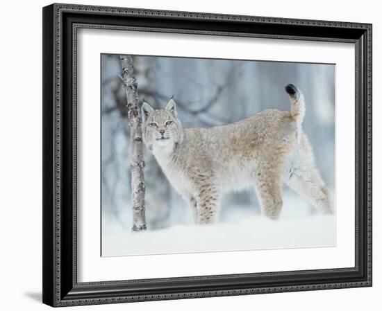 European Lynx in Birch Forest in Snow, Norway-Pete Cairns-Framed Photographic Print