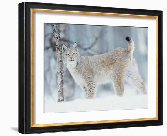 European Lynx in Birch Forest in Snow, Norway-Pete Cairns-Framed Photographic Print