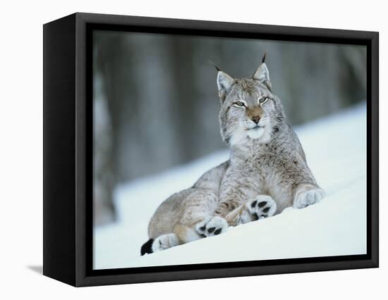 European Lynx in Snow, Norway-Pete Cairns-Framed Premier Image Canvas