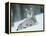 European Lynx in Snow, Norway-Pete Cairns-Framed Premier Image Canvas