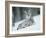 European Lynx in Snow, Norway-Pete Cairns-Framed Photographic Print